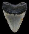 Bargain Megalodon Tooth - North Carolina #36233-2